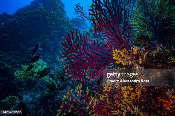 Gorgonians, which are a soft coral, are seen by coast drop of Scilla, which is considered the starting point of the Strait of Messina, on the...