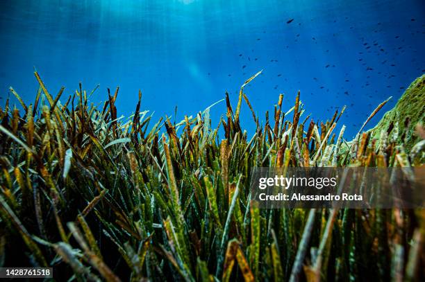 Posidonia oceanica is seen by coast drop of Scilla, which is considered the starting point of the Strait of Messina, on the mainland side of Italy....