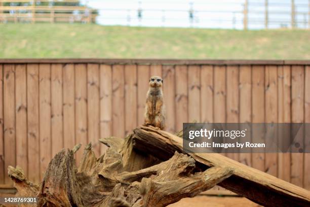 meerkat - meerkat stockfoto's en -beelden
