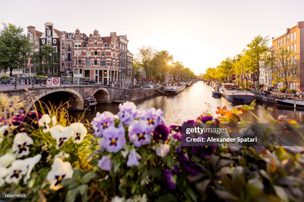 Amsterdam canal at sunset with flowers in foreground, Netherlands