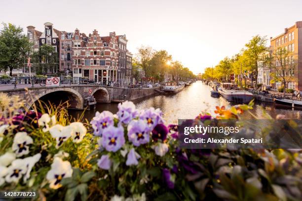 amsterdam canal at sunset with flowers in foreground, netherlands - amsterdam bridge stock pictures, royalty-free photos & images