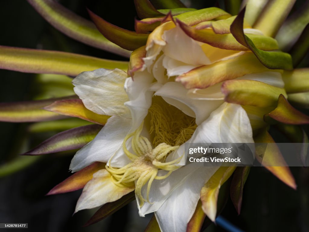 Pitaya