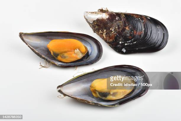 close-up of oysters over white background - mussels stockfoto's en -beelden