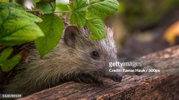 close-up of squirrel on tree stump - igel stock-fotos und bilder