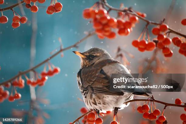 close-up of songthrush perching on branch - lijster stockfoto's en -beelden