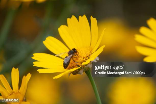 abeille et fleur plein de pollens - immortelle fleur stock pictures, royalty-free photos & images