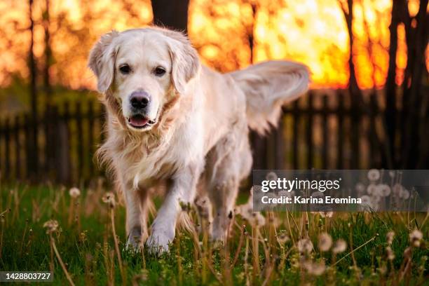 joyka-golden-retriever - puppy eyes stock pictures, royalty-free photos & images