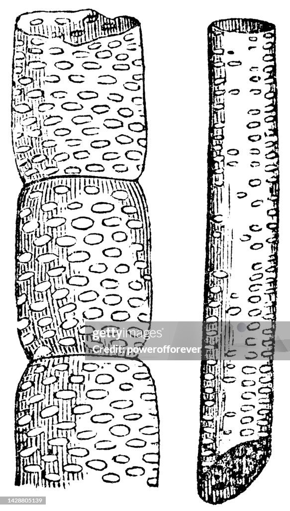 Grape Vine Plant (Vitis) Xylem Vessel Element and Tracheid Cell Magnification - 19th Century