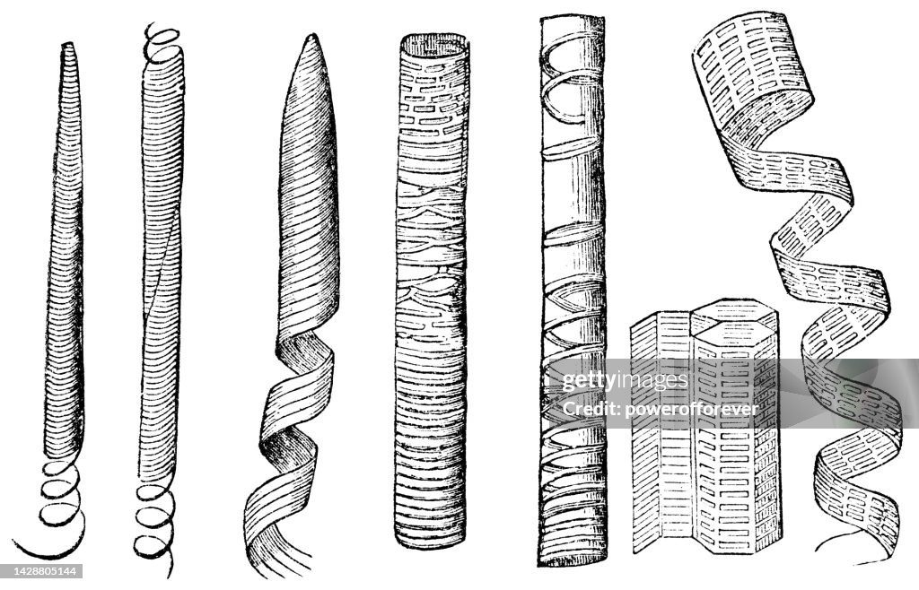 Xylem and Various Different Types of Lignin Secondary Cell Wall Formations - 19th Century