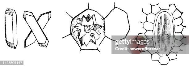 ilustraciones, imágenes clip art, dibujos animados e iconos de stock de varios diferentes cristales de células vegetales idioblastos - siglo 19 - monohidrato oxálico
