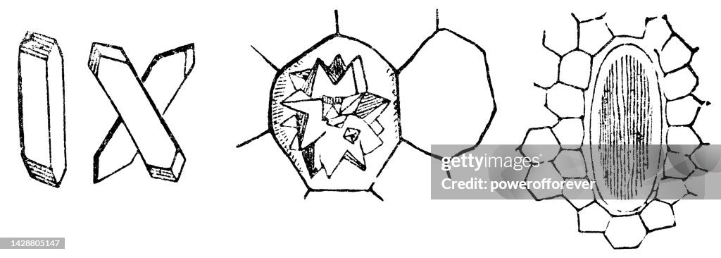 Various Different Idioblast Plant Cell Crystals - 19th Century