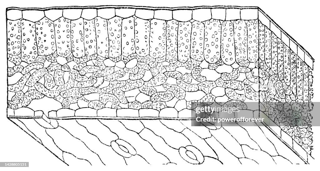White Lily Flower (Lilium Candidum) Leaf Cross Section, Magnification of Plant Cell Structure Full Leaf Thickness - 19th Century