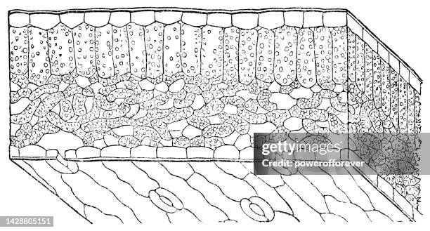 white lily flower (lilium candidum) leaf cross section, magnification of plant cell structure full leaf thickness - 19th century - white lily illustration stock illustrations