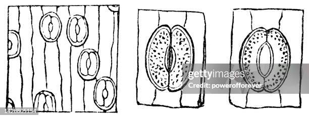 white lily flower (lilium candidum) leaf stomata, closed and open - 19th century - white lily illustration stock illustrations
