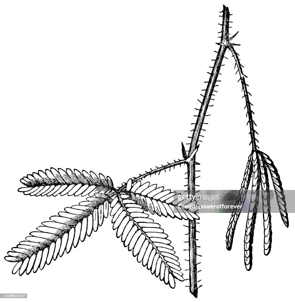 Sensitive Plant (Mimosa Pudica) Thigmonasty Leaf Reaction - 19th Century