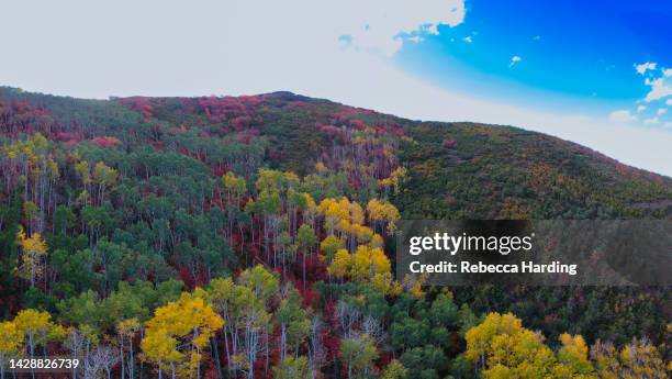 panoramic aerial drone photograph of autumn leaves in park city, utah on september 28, 2022. - rebecca herbst stock-fotos und bilder