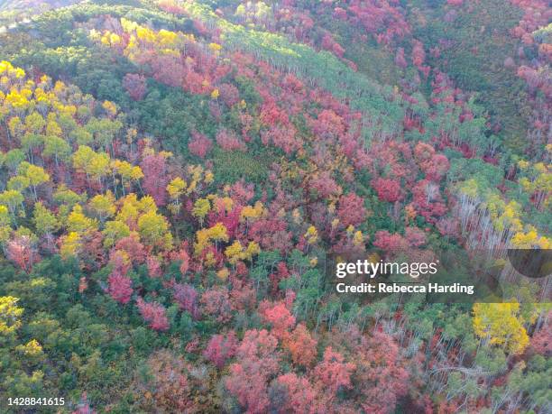 aerial drone photo of fall / autumn leaves in park city, utah - park city utah 個照片及圖片檔