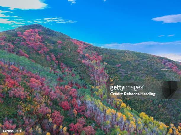 aerial drone photo of fall / autumn leaves in park city, utah - park city   utah stock pictures, royalty-free photos & images