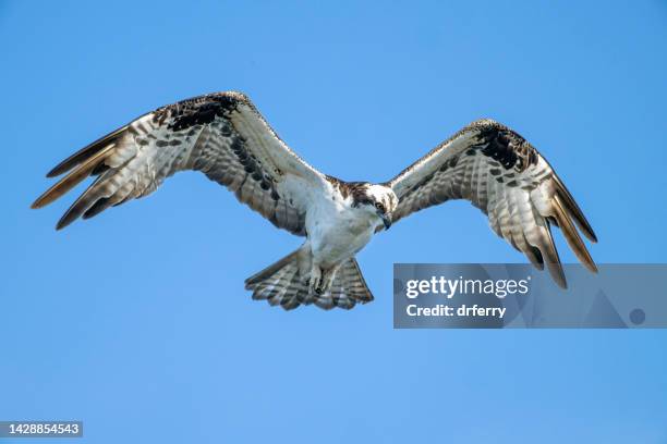 flapping osprey - osprey stock pictures, royalty-free photos & images