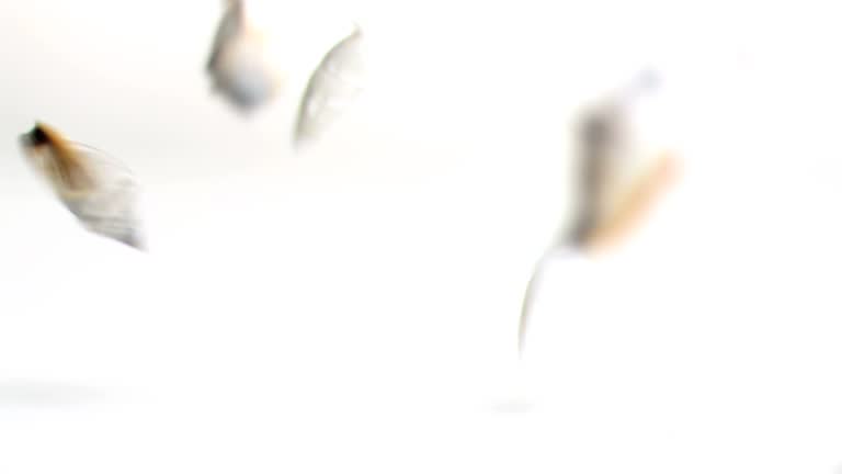 23 Sea Shell On White Background Stock Videos, Footage, & 4K Video ...