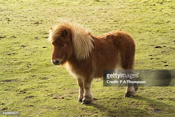 shetland pony stood in a field, scotland - pony stock pictures, royalty-free photos & images