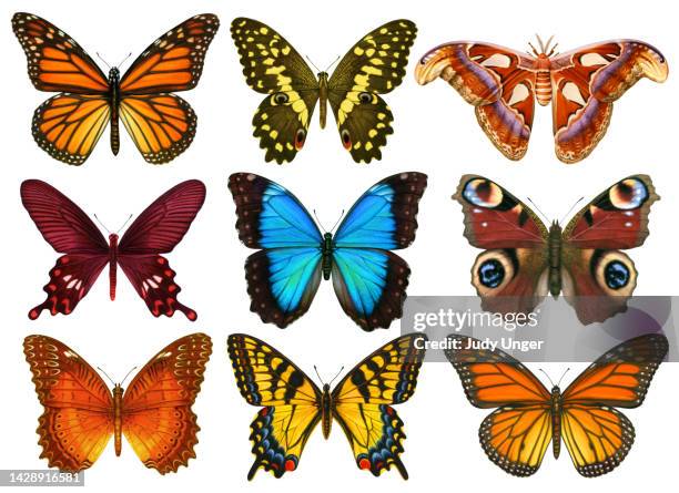 Butterflies 9 High-Res Vector Graphic - Getty Images