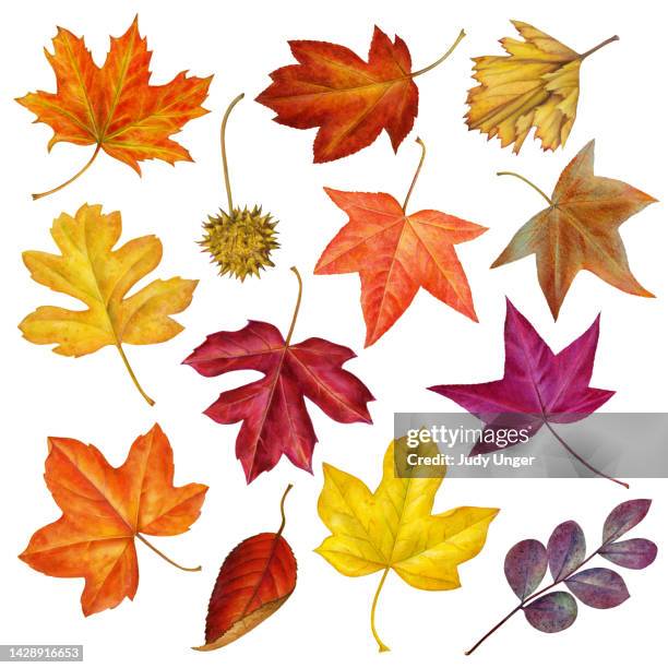 bildbanksillustrationer, clip art samt tecknat material och ikoner med leaf assortment - höstlövverk