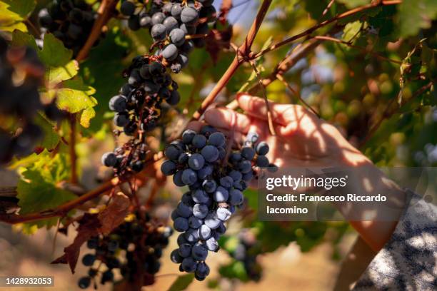 grapes harvesting, vineyards in italy. woman hand - chianti region stock pictures, royalty-free photos & images