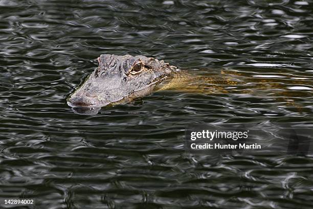 Aligator Rbc Alligator In Pool Photos and Premium High Res Pictures - Getty Images