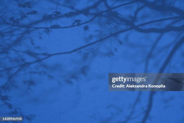 shadow of leaves on electric blue concrete wall texture background - musical sample fotografías e imágenes de stock