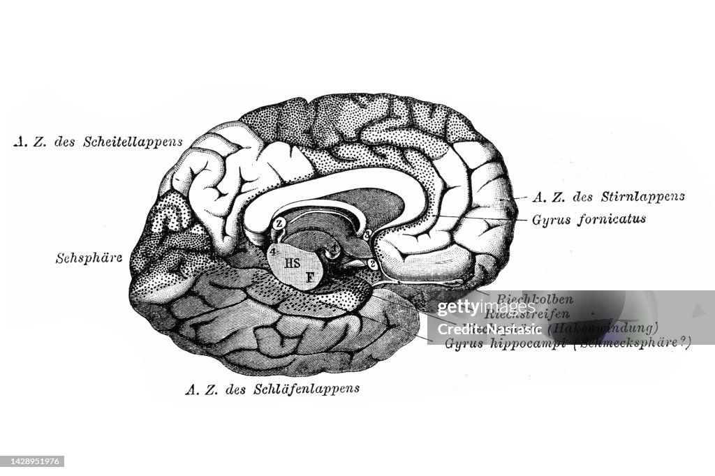 Left cerebral hemisphere