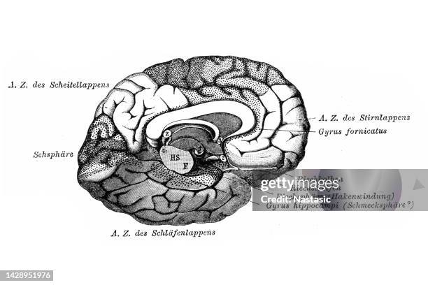ilustrações, clipart, desenhos animados e ícones de hemisfério cerebral esquerdo - left cerebral hemisphere