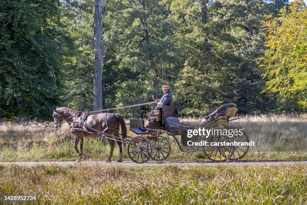 horse driven carriage in a forest - horsedrawn bildbanksfoton och bilder