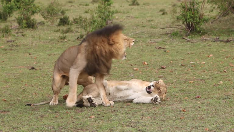 13,910 Animal Breeding Videos Videos and HD Footage - Getty Images 13,910 Animal Breeding Videos Videos and HD Footage - Getty Images