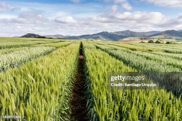 cereal crop trials - natural phenomena stock pictures, royalty-free photos & images