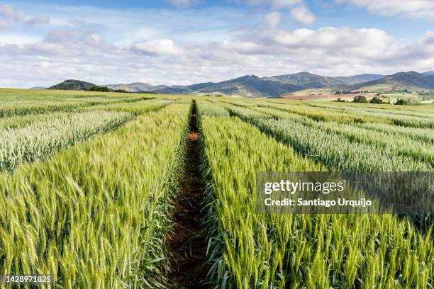 cereal crop trials - leaf landscape green imagens e fotografias de stock