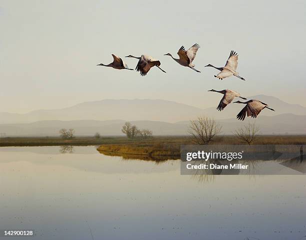 sandhill cranes flying over a lake, sacramento, california - bird flying stock pictures, royalty-free photos & images