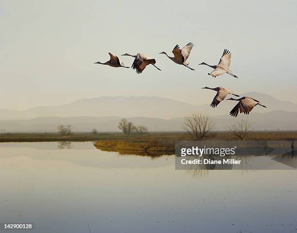 sandhill cranes flying over a lake, sacramento, california - pássaro imagens e fotografias de stock
