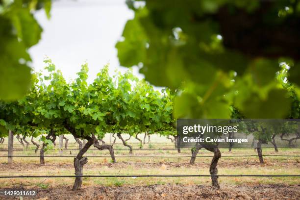 a perfectly manicured vineyard in margaret river, western australia - margaret river winery stock pictures, royalty-free photos & images