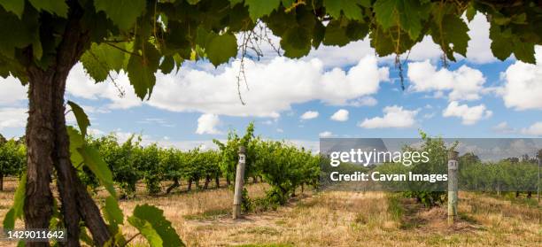 a perfectly manicured vineyard at margaret river, western australia - margaret river australia stock pictures, royalty-free photos & images