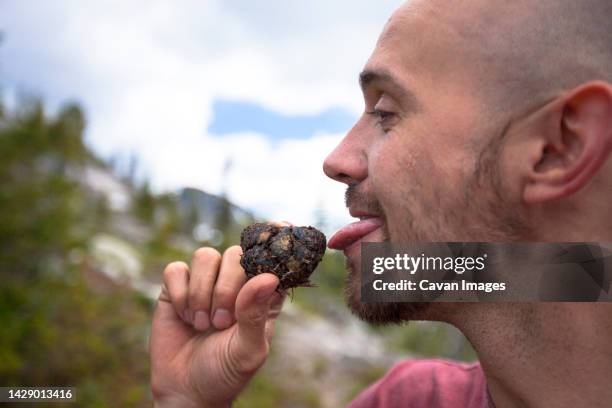 man licking bear scat, chilliwack, british columbia, canada - bear feces stock pictures, royalty-free photos & images