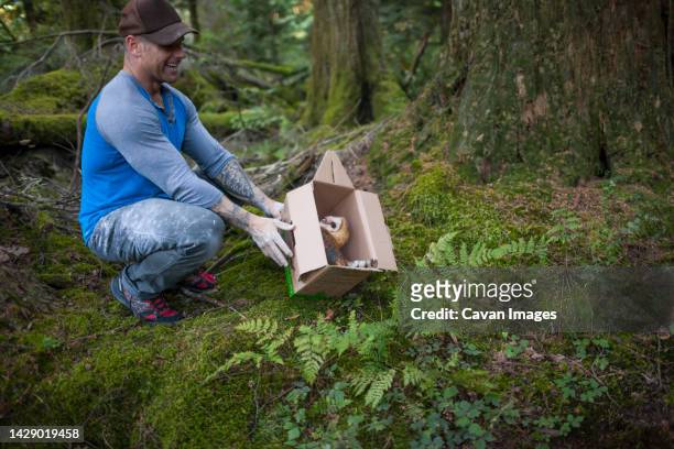 biologist releasing barn owl (tyto alba) back into wild, chilliwack, british columbia, canada - releasing fotografías e imágenes de stock