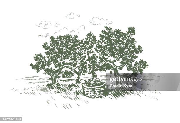 apple orchard sketch - orchard stock illustrations
