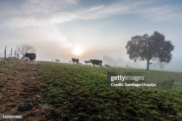 holstein cows grazing on a meadow - galicia stock pictures, royalty-free photos & images