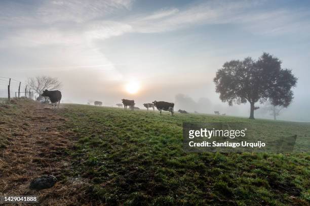 holstein cows grazing on a meadow - cow winter imagens e fotografias de stock