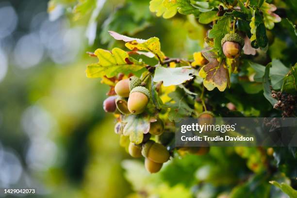 acorns - oak-tree-nuts stock pictures, royalty-free photos & images