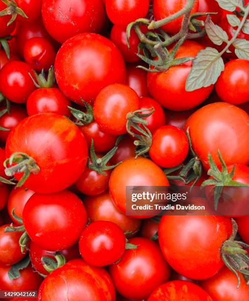 tomatoes - tomate stock pictures, royalty-free photos & images