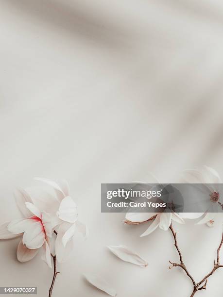 white soft flowers in neutral background - wedding card background stock pictures, royalty-free photos & images