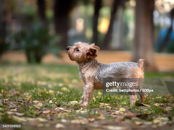 cute yorkshire terrier playing in the park - yorkshire terrier playing stock pictures, royalty-free photos & images