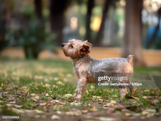 cute yorkshire terrier playing in the park - yorkshire terrier - fotografias e filmes do acervo